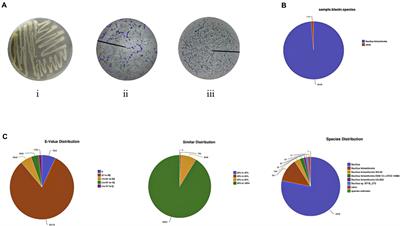 Response of a new rumen-derived Bacillus licheniformis to different carbon sources